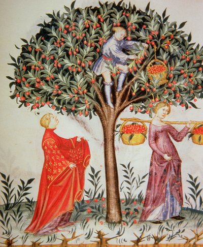 Nova 2644 fol.12r Recogiendo cerezas, del Tacuinum Sanitatis Codex Vindobonensis de Italian School