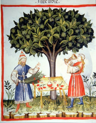 Recolección de nuez moscada, de Tacuinum Sanitatis de Italian School