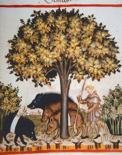 Nova 2644 fol.15r Cosecha de bellotas, del Tacuinum Sanitatis Codex Vindobonensis de Italian School