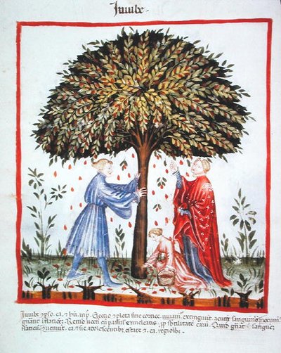 Nova 2644 fol.15v Recolección de azufaifas, del Tacuinum Sanitatis Codex Vindobonensis de Italian School