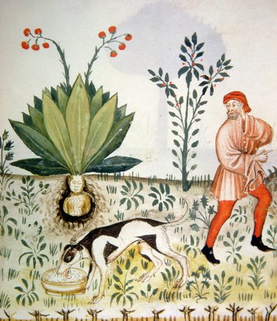 Mandrágora, del Tacuinum Sanitatis de Italian School