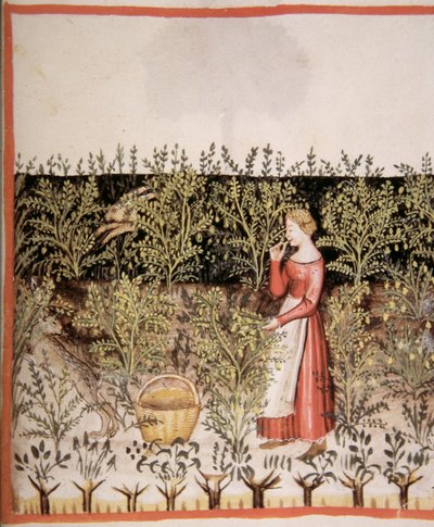Recolección de garbanzos, Tacuinum Sanitatis Codex Vindobonensis de Italian School