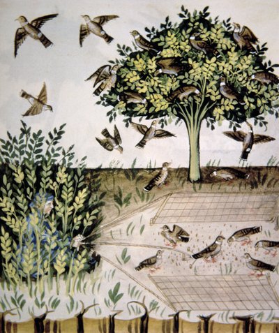 Nova 2644 fol.69r Tórtolas, ilustración del Tacuinum Santiatis Codex Vindobonensis de Italian School