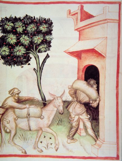 Aceite de oliva: transporte de las aceitunas, de Tacuinum Sanitatis de Italian School