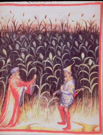 El cultivo de la caña de azúcar, de Tacuinum Sanitatis de Italian School