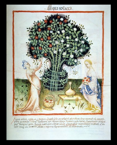 Agua de rosas, del Tacuinum Sanitatis Codex Vindobonensis de Italian School
