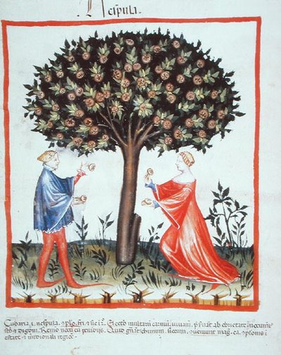 Nove 2644 fol.10v Recolección de nueces, del Tacuinum Sanitatis Codex Vindobonensis de Italian School