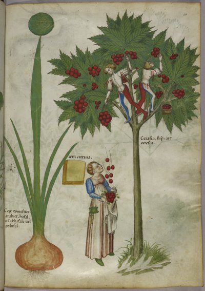 Cebolla y cerezo, c.1440 (tinta y color sobre vitela) de Italian School