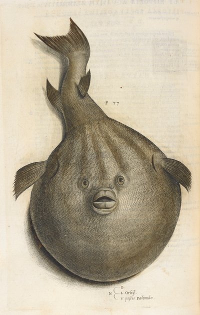 Mundo Pesci Palombo, ilustración de 