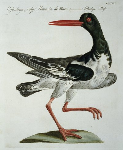 Ostrero, c.1767-76 de Italian School