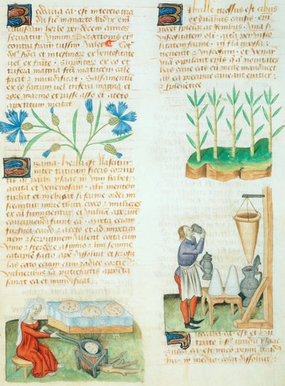 Página del Tractatus de Herbis de Dioscorides Pedanius de Italian School