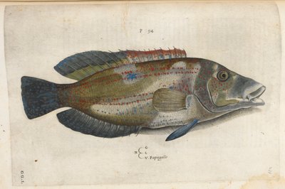 Loro (Nematistius pectoralis), ilustración de 