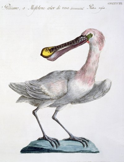 Pelícano, c.1767-76 de Italian School