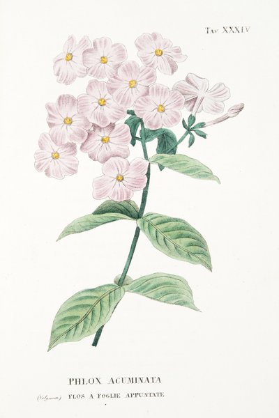 Phlox Acuminata, Lámina XXXIV, de L