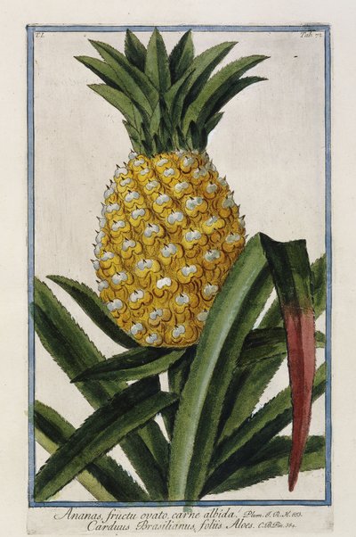 Piña, 1772-1784 de Italian School