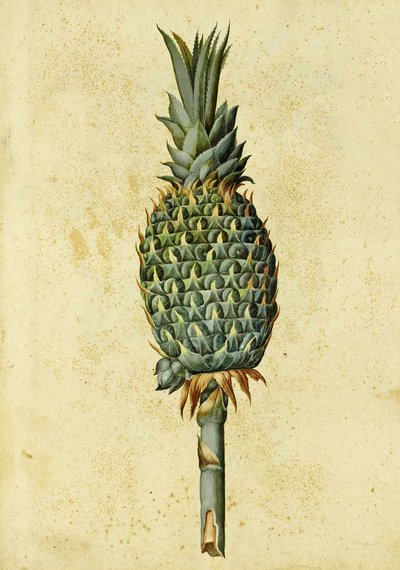 Piña por Ulisse Aldrovandi de Italian School