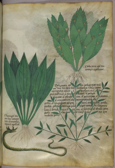 Plantas de hojas grandes y anchas. Una serpiente, c.1440 (tinta y color sobre vitela) de Italian School