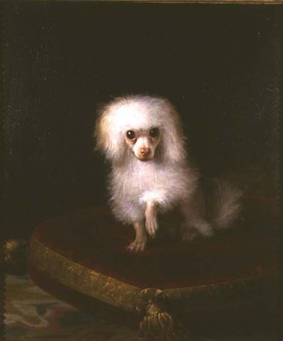 Caniche en un cojín de Italian School