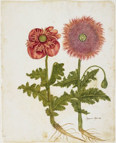 Amapolas (Papaver spp.) de Italian School
