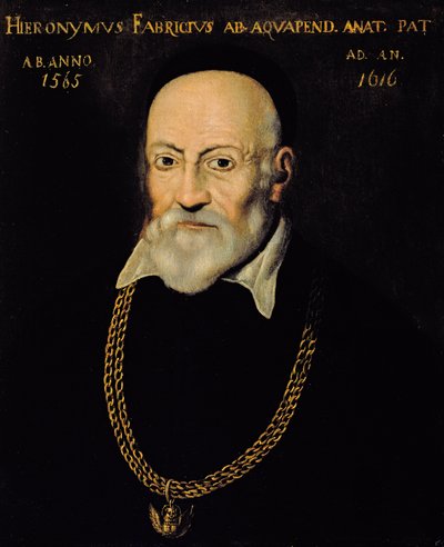 Retrato de Hieronymus Fabricius de Italian School