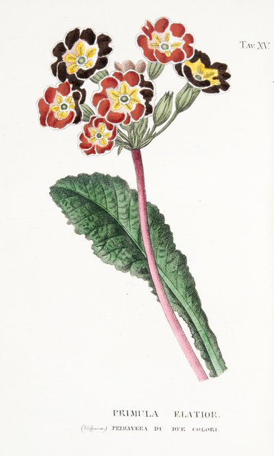 Primula Elatior, Placa XV, de "L