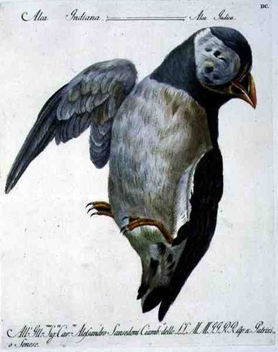 Frailecillo, c.1767-76 de Italian School