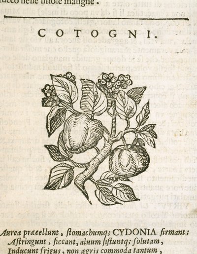 Membrillo (Cydonia oblonga), grabado por Castore Durante de Italian School