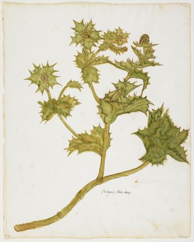 Cardo marino (Eringium Maritimum) de Italian School