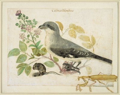 Alcaudón y una mantis religiosa (para el Museo de Papel de Cassiano dal Pozzo) de Italian School