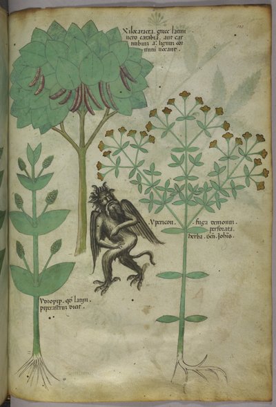 Sloane 4016 f.103 Miniatura de plantas y un demonio: la hierba Ypericón, que supuestamente repele a los demonios, de "Herbal", c.1440 (tinta y color sobre vitela) de Italian School