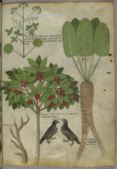 Sloane 4016 f.34 "Tractatus de Herbis", c.1440 (vitela) de Italian School