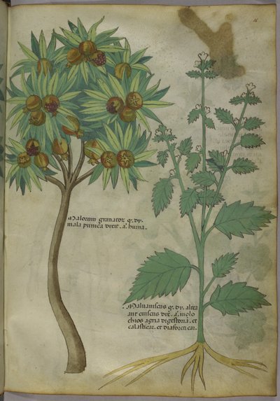 Sloane 4016 f.36 "Tractatus de Herbis", c.1440 (vitela) de Italian School