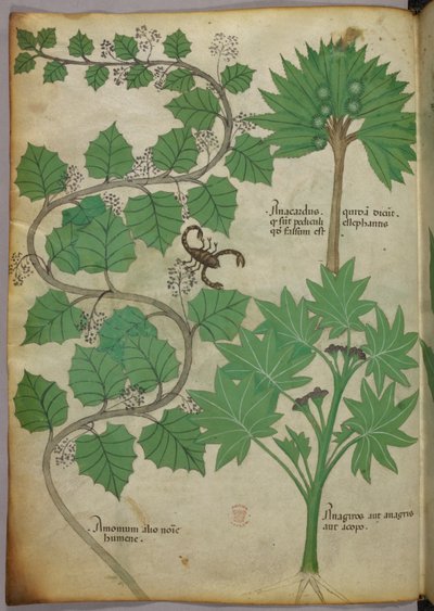Sloane 4016 f.3v Ilustración botánica, c.1440 (vitela) de Italian School