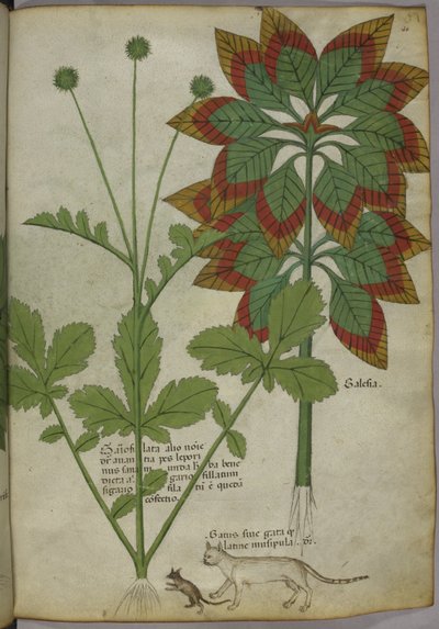 Sloane 4016 f.40 Plantas, de "Herbal", c.1440 (tinta y color sobre vitela) de Italian School