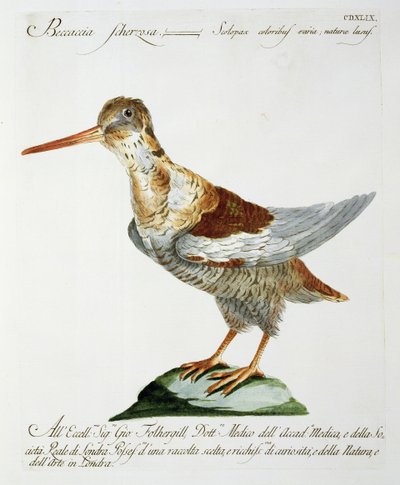 Agachadiza, c.1767-76 de Italian School