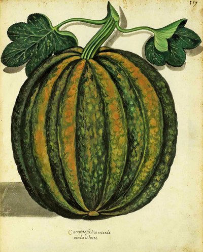 Calabaza por Ulisse Aldrovandi (1522 – 1605) placa publicada en Piante Fiori Frutti de Italian School
