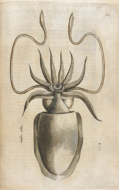 Calamar, ilustración de 