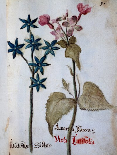 Jacinto estrellado y Viola rubella var latifolia de Delineación de Flores de Villa Vendramin de Italian School