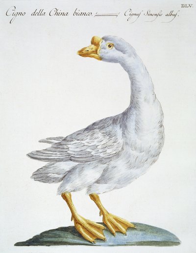 Cisne, c.1767-76 de Italian School