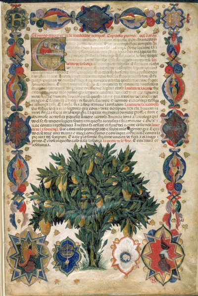 Página de texto con bordes ornamentales, ilustración de la "Hierba de Carrara", Padua, c.1400 (pluma y tinta con oro sobre papel) de Italian School
