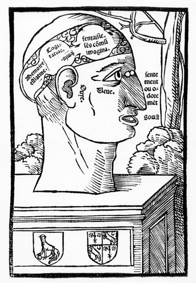 El cerebro y las facultades humanas, de Anatomia Mundini, edición francesa, publicada en 1537 de Italian School