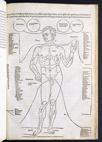 La Anatomía Masculina, de Fasciculus Medicinae por Johannes de Ketham, siglo XV-XVI de Italian School