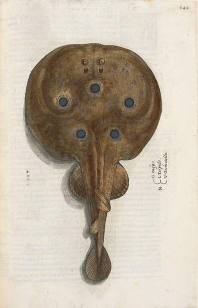 Pez torpedo, ilustración de 
