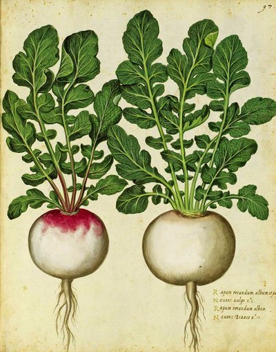 Nabo por Ulisse Aldrovandi de Italian School