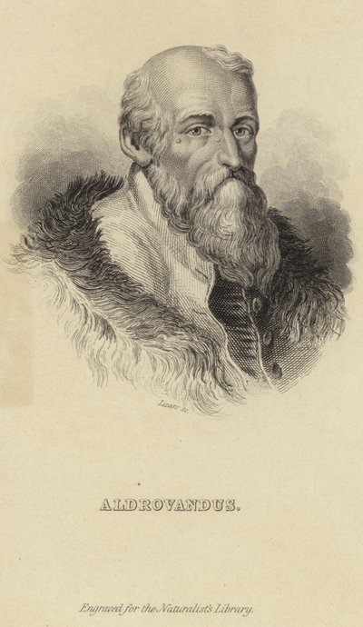 Ulisse Aldrovandi de Italian School