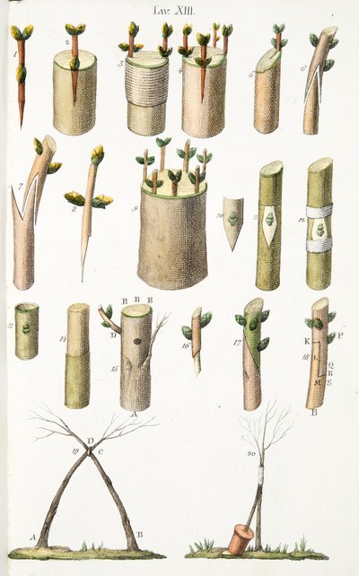 Varios ejemplos de injerto de árboles frutales, Placa XIV, de LAntotrofia Ossia La Coltivazione DeFiori por Antonio Piccioli, pub.1834 de Italian School
