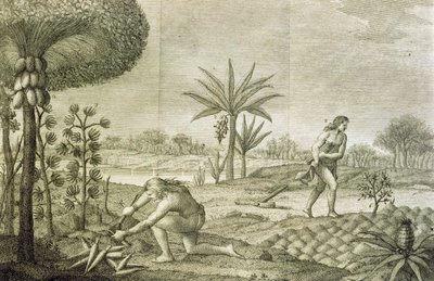 Diversos cultivos vegetales de los indios de las cuencas del Orinoco y del Amazonas (Maranon) de Italian School