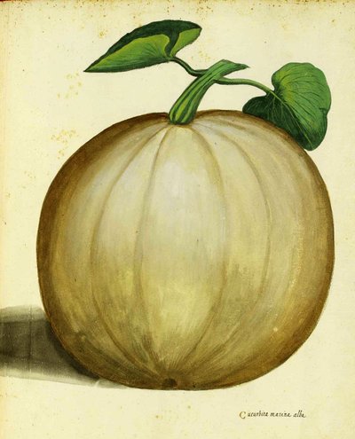 Calabaza blanca por Ulisse Aldrovandi de Italian School