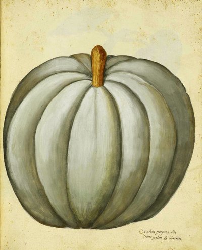 Calabaza blanca por Ulisse Aldrovandi de Italian School
