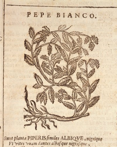 Pimienta blanca de la planta de pimienta negra (Piper nigrum), grabado por Castore Durante de Italian School